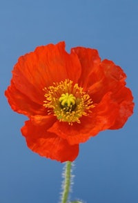 a red poppy flower against a blue background